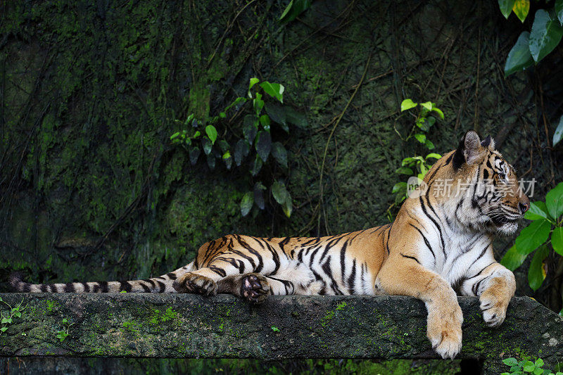 Close up Indochinese tiger is beautiful animal and dangerous in forest